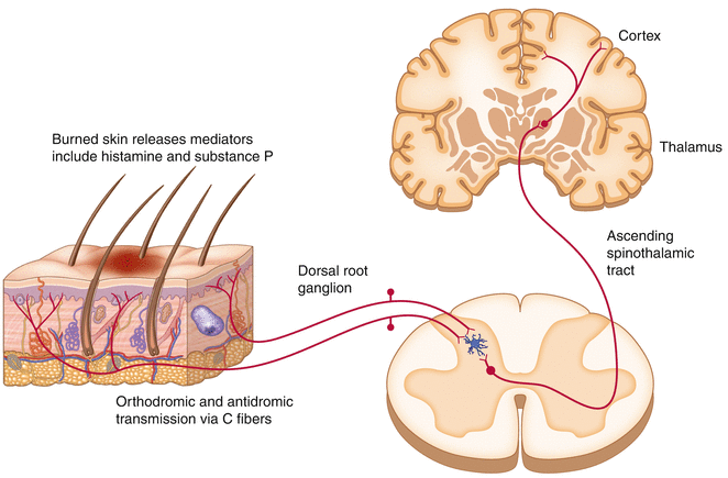 The Duration of Burning Sensations